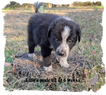 ABCA male B/W Border Collie out of working stock